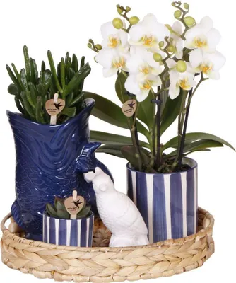 Produktbild von Kolibri Company | Pflanzenset Mediterranean Sunset | Weiße Phalaenopsis Orchidee Lausanne und Sukkulenten inkl. Keramik-Ziertöpfe