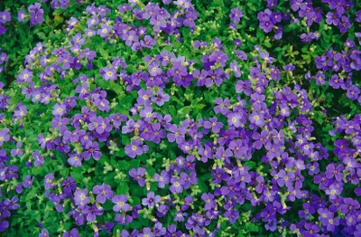 Produktbild von Aubrieta x cult. 'Blaumeise', Blaukissen, blau, ca. 9x9 cm Topf