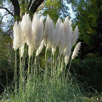 Obrázek produktu pro 6 x Pampová tráva - Cortaderia Selloana - květináč 9cm x 9cm
