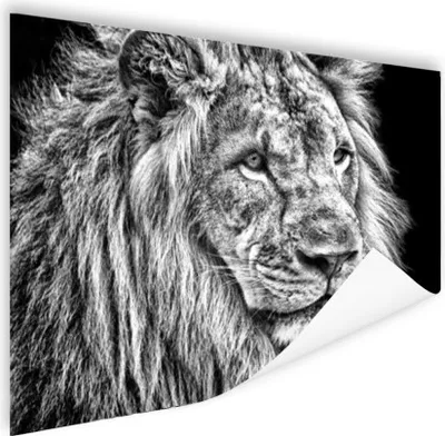 Produktbild von MuchoWow® Poster Porträt - Löwe - Schwarz und weiß 120x90 cm - Wandbild