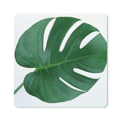 Produktbild von MuchoWow® Mauspad Mousepad Botanische Lochpflanze auf einem hellgrauen Hintergrund 20x20 cm - Mousepads - Maus Mat - Pad - Mausunterlage - Desk Mat - Bureauartikeln