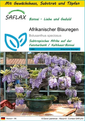 Produktbild von SAFLAX Anzucht Set - Afrikanischer Blauregen - Bolusanthus speciosus - 15 Samen - Mit Mini-Gewächshaus, Anzuchtsubstrat und 2 Töpfen
