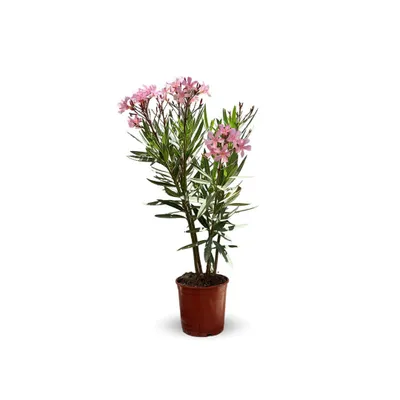 Image de Laurier rose - nerium oleander - ↕ 50-60 cm - ⌀ 22 cm - plante d'extérieur - fleur rose