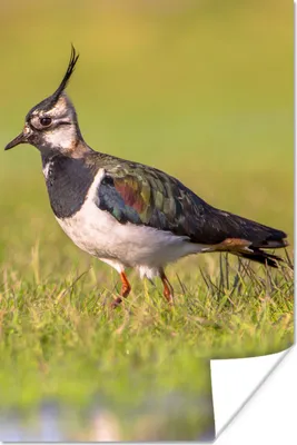 Produktbild von MuchoWow® Poster Vogel - Gras - Natur - Tiere - Kiebitz 120x180 cm - Kunstposter