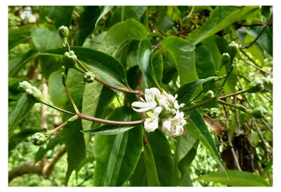 Produktbild von Heptacodium miconioides Pflanze 15-20cm