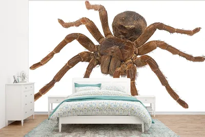 Produktbild von MuchoWow® Fototapete für Wohnzimmer oder Schlafzimmer Wandtapete Vinyl Motivtapete Vogelspinne - 350x260 cm - Wohnzimmer-Tapete