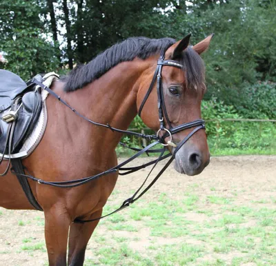 Produktbild von Kerbl Dreieckszügel schwarz, Größe Pferd:Full