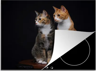 Produktbild von KitchenYeah© Herdabdeckplatte Zwei Katzen auf schwarzem Hintergrund , 71x52cm, Küche Deko, Glaskeramikkochfeld Herdabdeckung, Abdeckplatte fùr Kochfeld