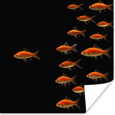 Produktbild von MuchoWow® Poster Goldfisch - Tiere - Schwarz 50x50 cm - Wohnzimmerdekoration