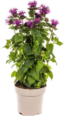 Produktbild von Monarda Didyma Purple Ø19cm - ↕45 - 60cm