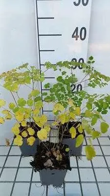 Zdjęcie produktu dla 6 x Thalictrum hybr. 'Splendide'® - ruta łąkowa - doniczka 9 x 9 cm