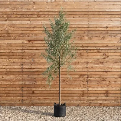 Produktbild von Silber-Weide 200-250 cm, Stammumfang 8-10 cm - Salix alba Hochstamm