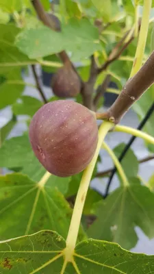 Image de Ficus carica 'Pastiliere' / Figuier Rouge de Bordeaux