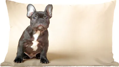 Produktbild von MuchoWow® Zierkissen Sofakissen Wohnzimmer Dekokissen 50x30 cm Französische Bulldogge - Schwarz - Beige - Wohnzimmerdekoration - Polster mit Photo