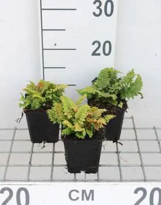 Immagine prodotto di 6 x Set di Polystichum. 'Congestum' - Filigranfarn 'Congestum - Topf 9 x 9 cm