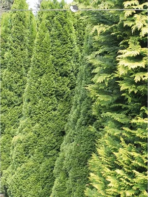 Produktbild von Lebensbaum Thuja Smaragd 160-180 cm, 10x Heckenpflanze