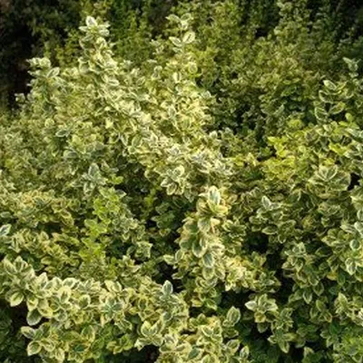 Produktbild von 2 x  Gold-grüner Spindelstrauch - Euonymus fortunei 'Emerald 'n Gold'  | 20-30 cm in Container