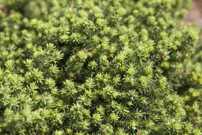 Produktbild von Picea abies 'Little Gem', Zwergfichte, kompakt, 35–40 cm