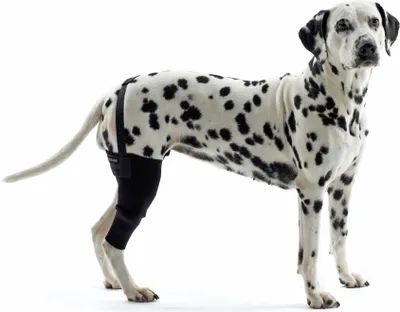 A Dalmatian dog wearing a black knee brace on its left hind leg, standing against a white background.