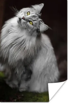 Produktbild von MuchoWow® Poster Weiße und graue Maine Coon Katze 20x30 cm - Papierdruck