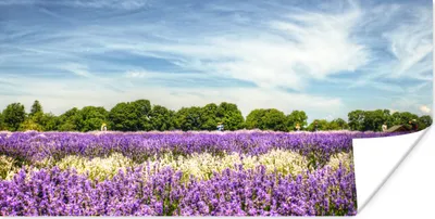 Produktbild von MuchoWow® Poster Lila und weiß blühender Lavendel auf einem Feld 80x40 cm - Wanddeko