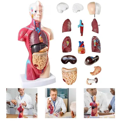Productafbeelding van Menselijk lichaamsmodel, 15 onderdelen, 28 cm. Anatomisch model van de romp. Model van het menselijk skelet met afneembare organen. Educatief hulpmiddel