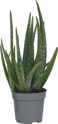Image de Aloe vera - Aloe barbadensis - Hauteur 25-40cm - ⌀10,5cm