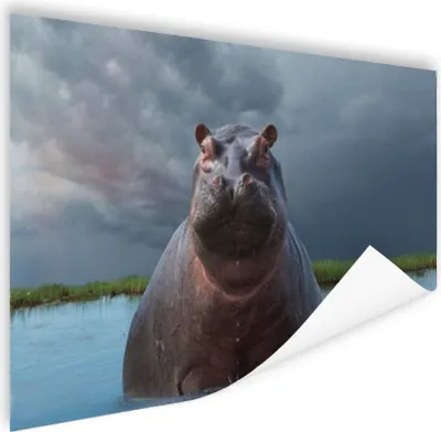 Produktbild von MuchoWow® Poster Nilpferd - Wasser - Wolken 90x60 cm - Schlafzimmer