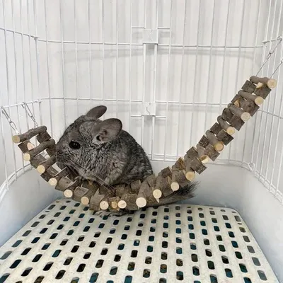 Spielzeug für Hamster und Papageien, Hauptbild