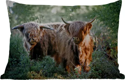 Produktbild von MuchoWow® Outdoor Kissen - Schottische Hochlandrind - Wald - Tiere - 60x40 cm - Wetterfest - Lounge Kissen - Zierkissen - Kissen für Innenräume