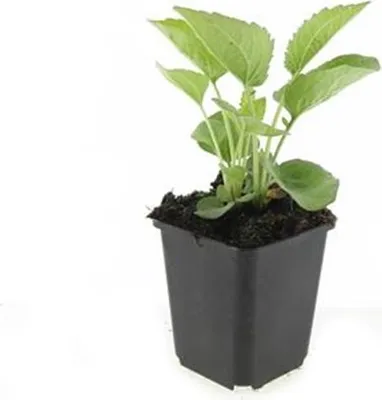 Immagine prodotto di Pianta perenne ornamentale - Echinacea purpurea 'Magnus' - Vaso da 9 cm - Set di 60 piante