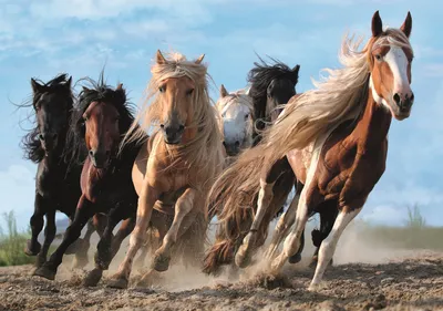 Produktbild von Trefl 10446, 1000 Stück(e), Tiere, 12 Jahr(e)