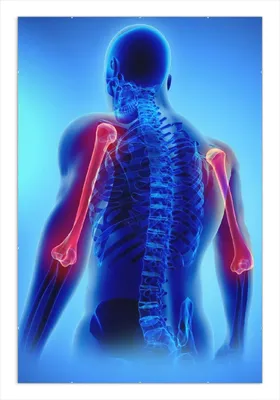 Produktbild von Wallario Wandbild Anatomie Mensch  Oberarmknochen, Größe: 61 x 91,5 cm, Poster mit rahmenlosen Bildhalter