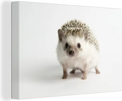 Produktbild von OneMillionCanvasses® - Leinwandbilder - 140x90 cm, Kleiner Igel für weißen Hintergrund, Wandbilder Kunstdruck Wanddekoration