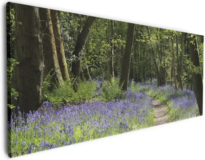 Produktbild von Wallario Premium Leinwandbild Wiese voller blauer Hasenglöckchen im Wald in Größe 60 x 150 cm