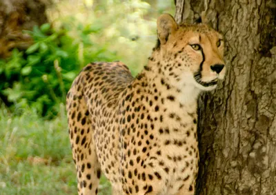 Produktbild von hansepuzzle 75455 - Gepard Puzzle, 260 Teile, Tierwelt, 41,0 x 28,0cm mit hochwertiger Aufbewahrung, Kartonbox und wiederverschließbarem Beutel