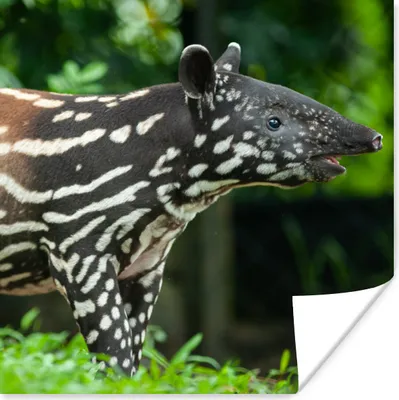 Produktbild von MuchoWow® Poster Junger Tapir im Dschungel 50x50 cm - Wohnzimmerdekoration