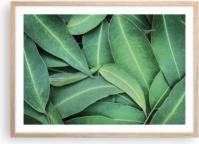 Produktbild von Gerahmtes Poster - Rahmen in heller Eiche - Blätter Eukalyptus Natur - 70x50 cm - Wand Bild - Wanddeko - Wandbilder - Kunstposter - Wandposter - Bilderrahmen - Bilder - Kunstdruck - P2NAA70x50-4933