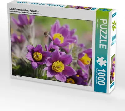 Produktbild von CALVENDO Puzzle Lila Küchenschellen, Pulsatilla | 1000 Teile Lege-Größe 64x48cm Foto-Puzzle für glückliche Stunden