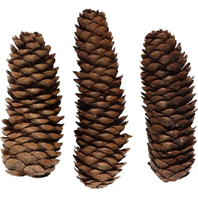 Productafbeelding van Creativ Company 502360, Speciale kerstversiering, Hout, 5 stuks, Doos, 40 mm, 100 g