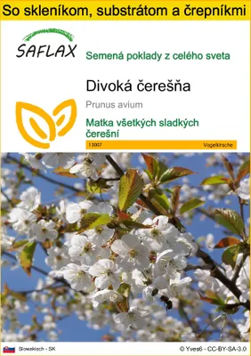 Obrázok produktu pre SAFLAX Kultivačný set - divoká čerešňa - Prunus avium - 10 Semená - S mini skleníkom, pestovateľským substrátom a 2 črepníkmi