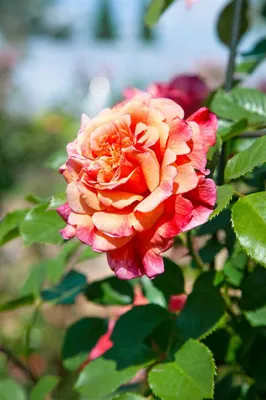Produktbild von Rosa 'Aloha', Kletterrose, rosa, 5-7,5 Liter Container
