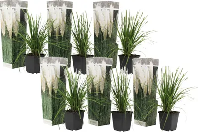 A collection of potted pampas grass plants arranged in a grid.