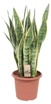 Zdjęcie produktu dla Sansevieria trifasciata Laurentii - 75-85cm - Ø25cm - Roślina doniczkowa - Zimozielony - Kaktusy i sukulenty