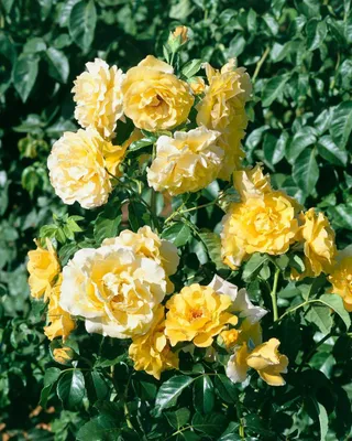 Produktbild von Lichtkönigin Lucia, im Topf - Rosa