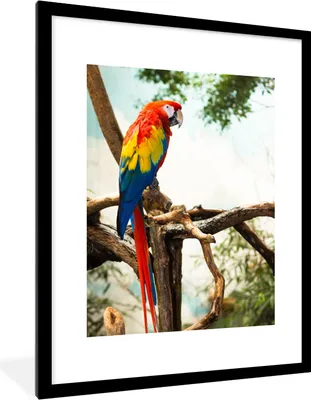 Produktbild von MuchoWow® Gerahmtes Poster Papagei - Vogel - Regenbogen - Tropisch 60x80 cm - Poster mit Schwarzem Bilderrahmen Wandposter Rahmen Foto Bilder - Wohnzimmer - Dekorationen - Prämie