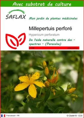 Image de SAFLAX  - Millepertuis perforé - 300 graines - Avec substrat - Hypericum