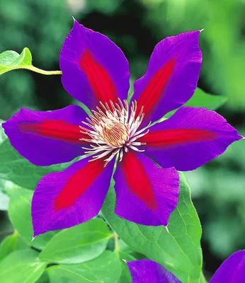 Produktbild von BALDUR Garten Waldrebe Clematis 'Etoile de Malicorne' winterhart, 1 Pflanze, Klematis mehrjährige blühende Kletterpflanzen, bienenfreundlich und schmetterlingsfreundlich, blühend, Clematis Hybride