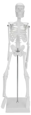 Immagine prodotto di Modello scheletro umano mobile 45 cm modello anatomico educativo per lo studio della biologia