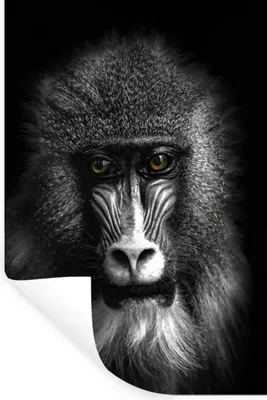 Produktbild von MuchoWow® Wandtattoo Wandsticker Wandaufkleber Affe - Tiere - Augen - Braun - Schwarz und weiß 40x60 cm Selbstklebend und Repositionierbar - Wierderverwendbar - Selbstklebend